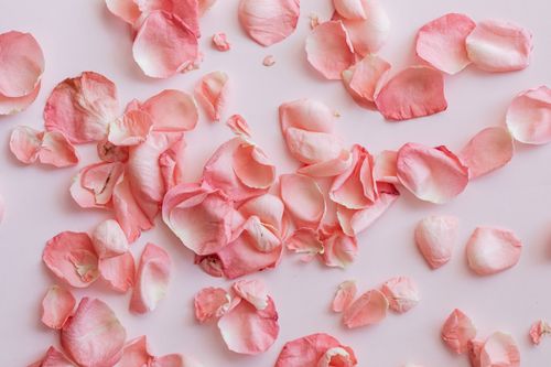 Free Top view composition of withered petals of pink roses on pink surface Stock Photo