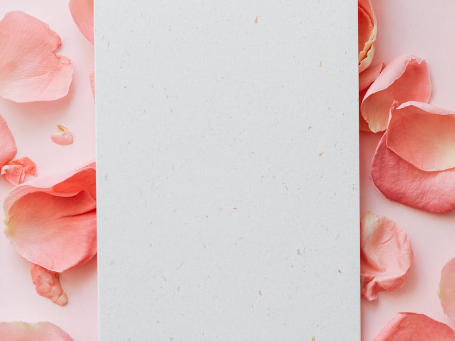 What is a rose on TikTok?