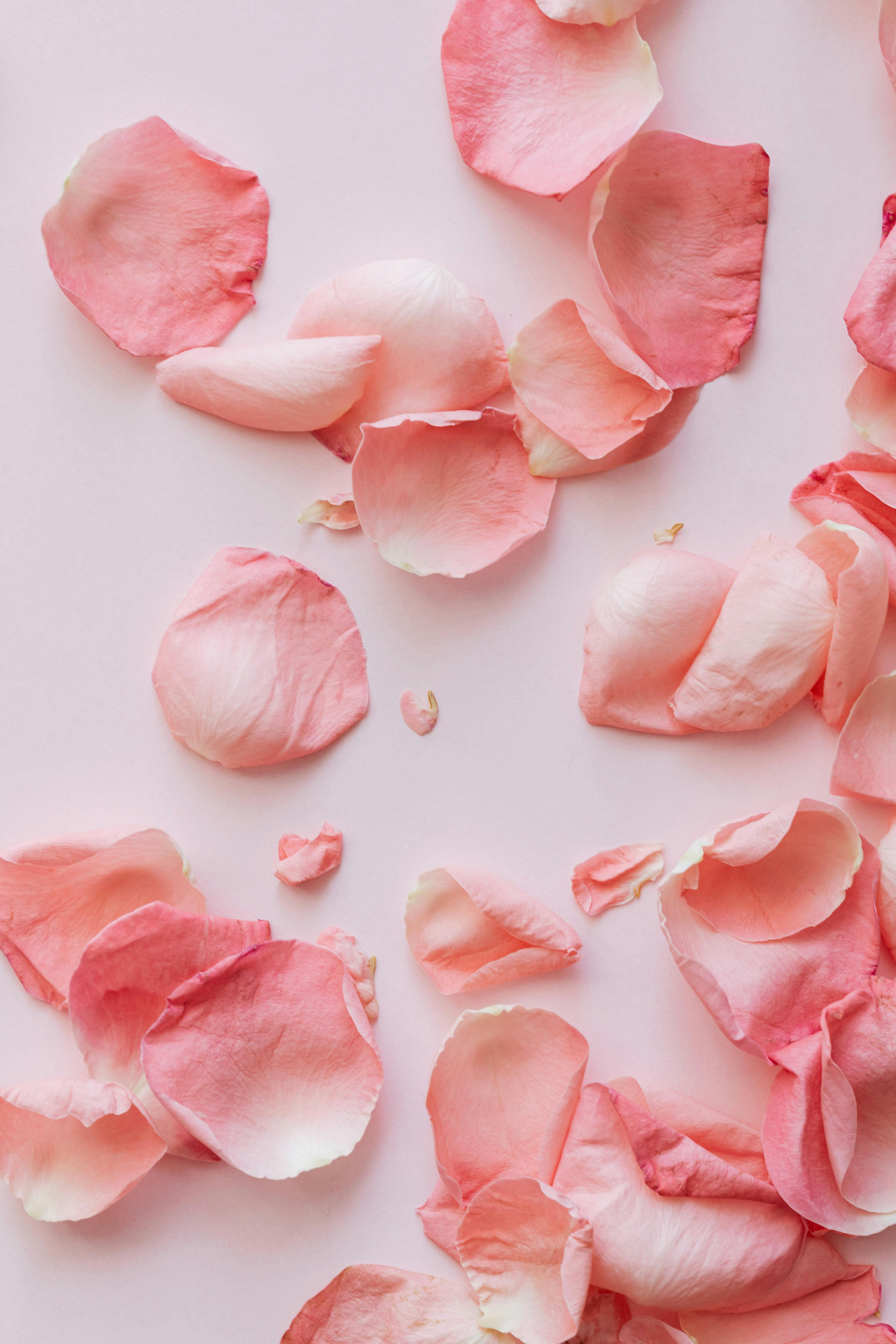 Rose Petal Skull- Free Wallpaper :: Behance