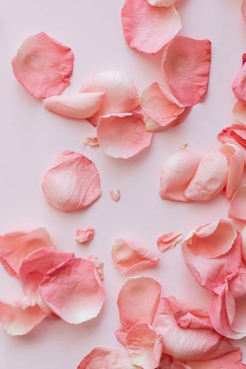 Free Pink Petals on Pink Surface Stock Photo