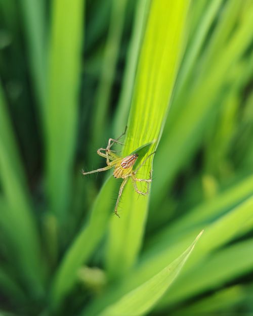 Free Green Lynx spider (Peucetia viridans) clings to leaf, showcasing vibrant green foliage. Stock Photo