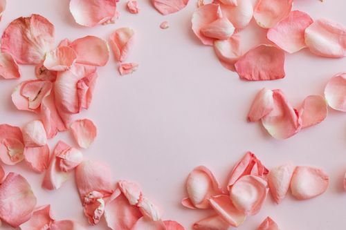 Free Top view of bunch pink petals of roses laid out in circle with empty middle on pink background Stock Photo
