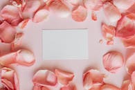 精致的粉红色玫瑰花瓣铺在柔和的背景上，上面有空卡片