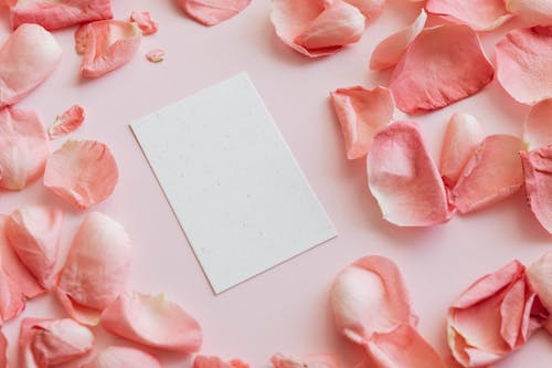 From above closeup of white card placed on pink background among petals of rose