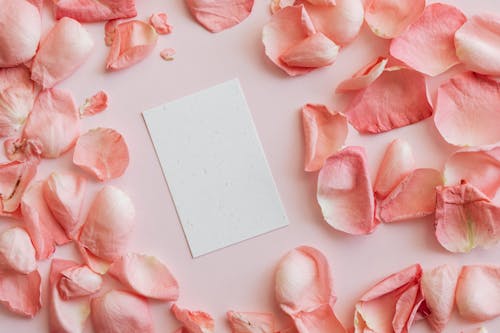 From above of set of rose petals surrounding little piece of paper on pink background