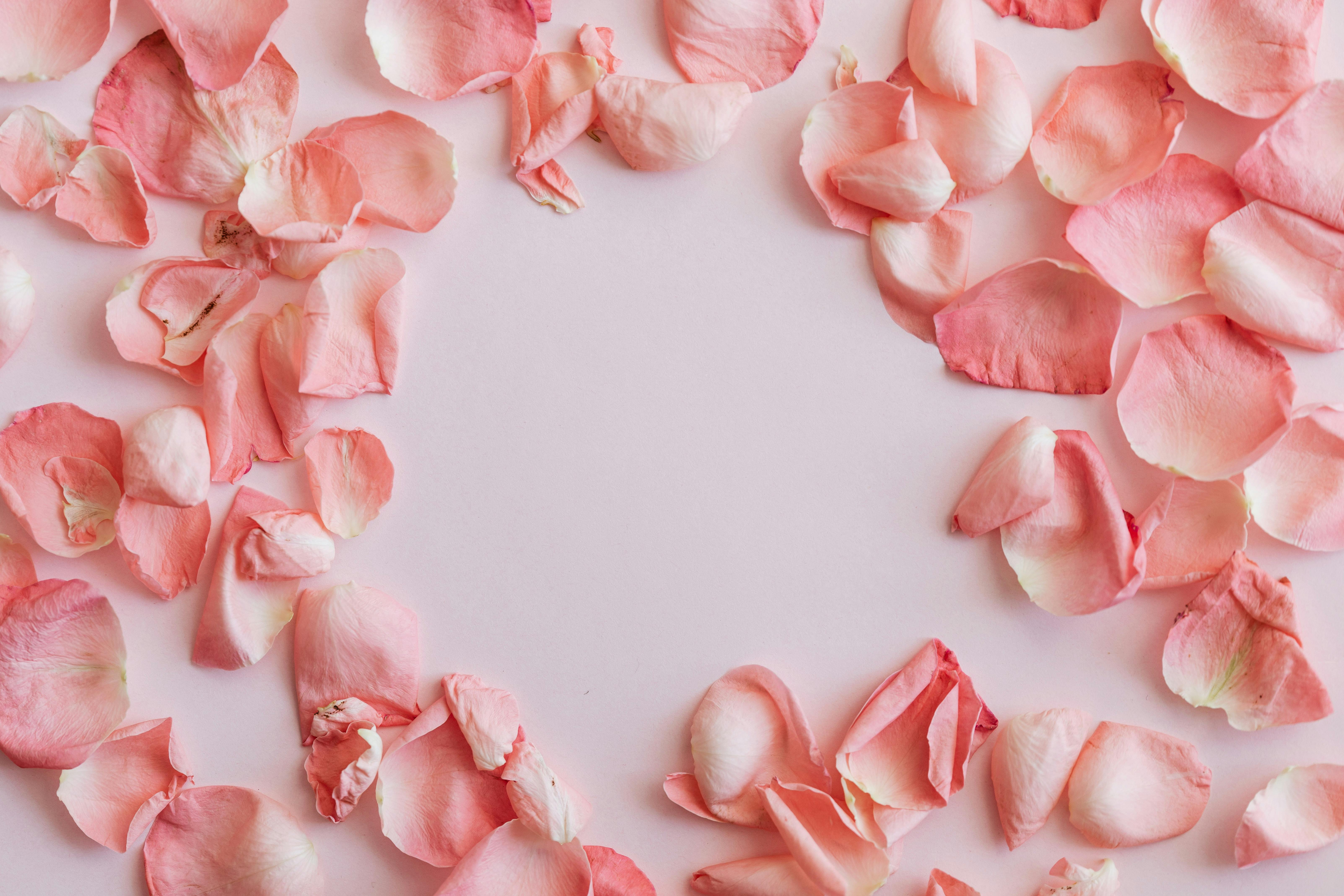 Roses and petals background. Roses and petals scattered on white  background, overhead view