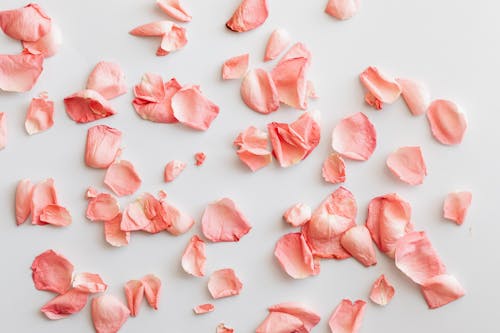 Free Top view of various pink rose petals bunch scattered in chaotic order on white background Stock Photo