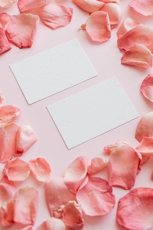 Free From above of pink petals of rose placed round blank gift cards on pink background Stock Photo