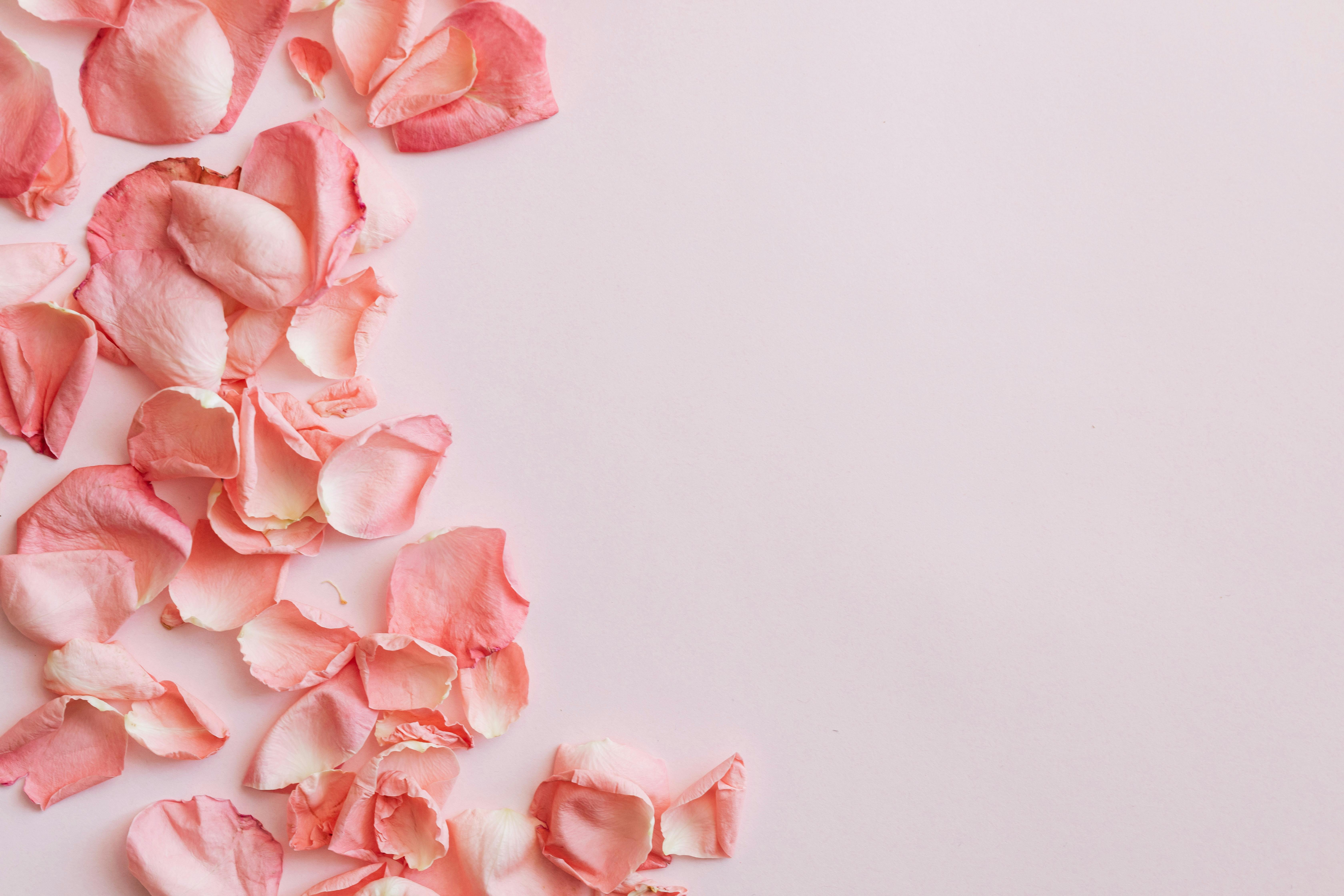 Rose flower petals on pink background Stock Photo by fotyma
