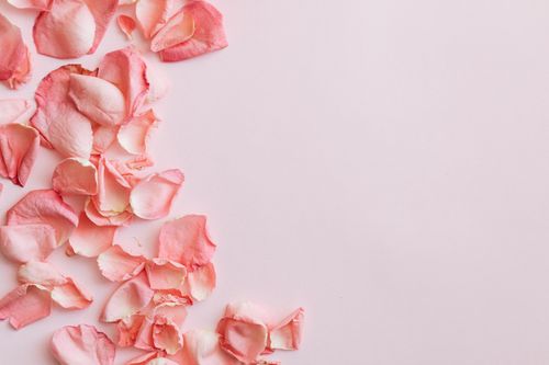 Free Top view of petals bunch of pink roses placed closely in semicircle on pink background Stock Photo