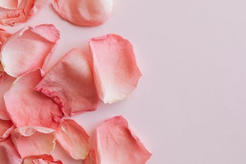 Top view closeup of petals of pink roses placed on pink background