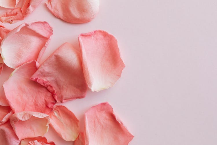 Delicate Petals Of Pink Roses On Pink Background