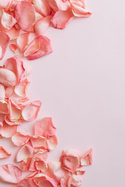 Bunch of chaotic petals of pink roses · Free Stock Photo