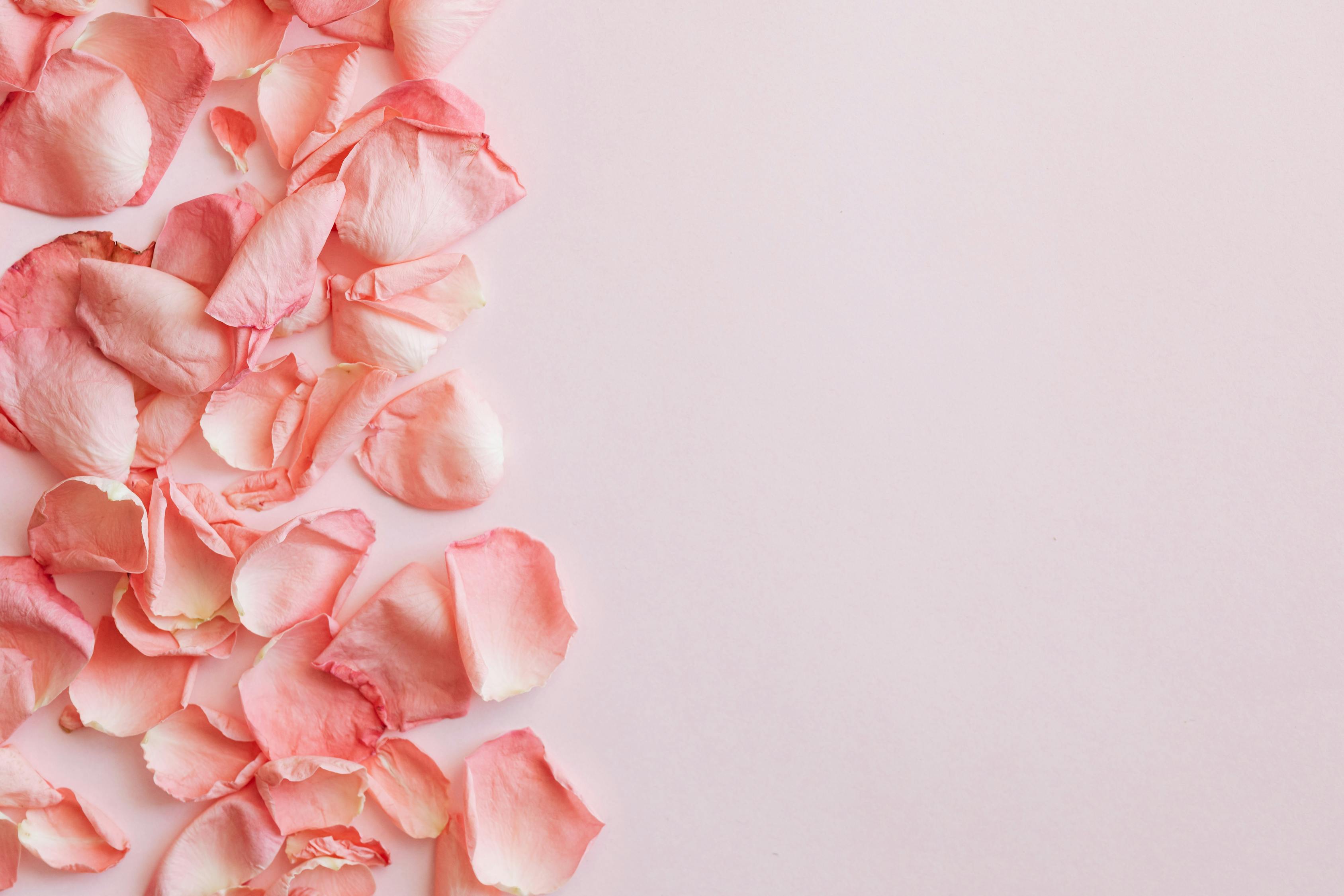 Set of pink rose petals on pink background · Free Stock Photo