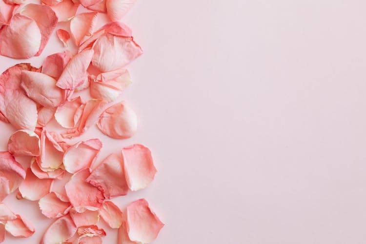 Set Of Pink Rose Petals On Pink Background