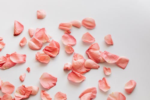 Set of pink rose petals on white background