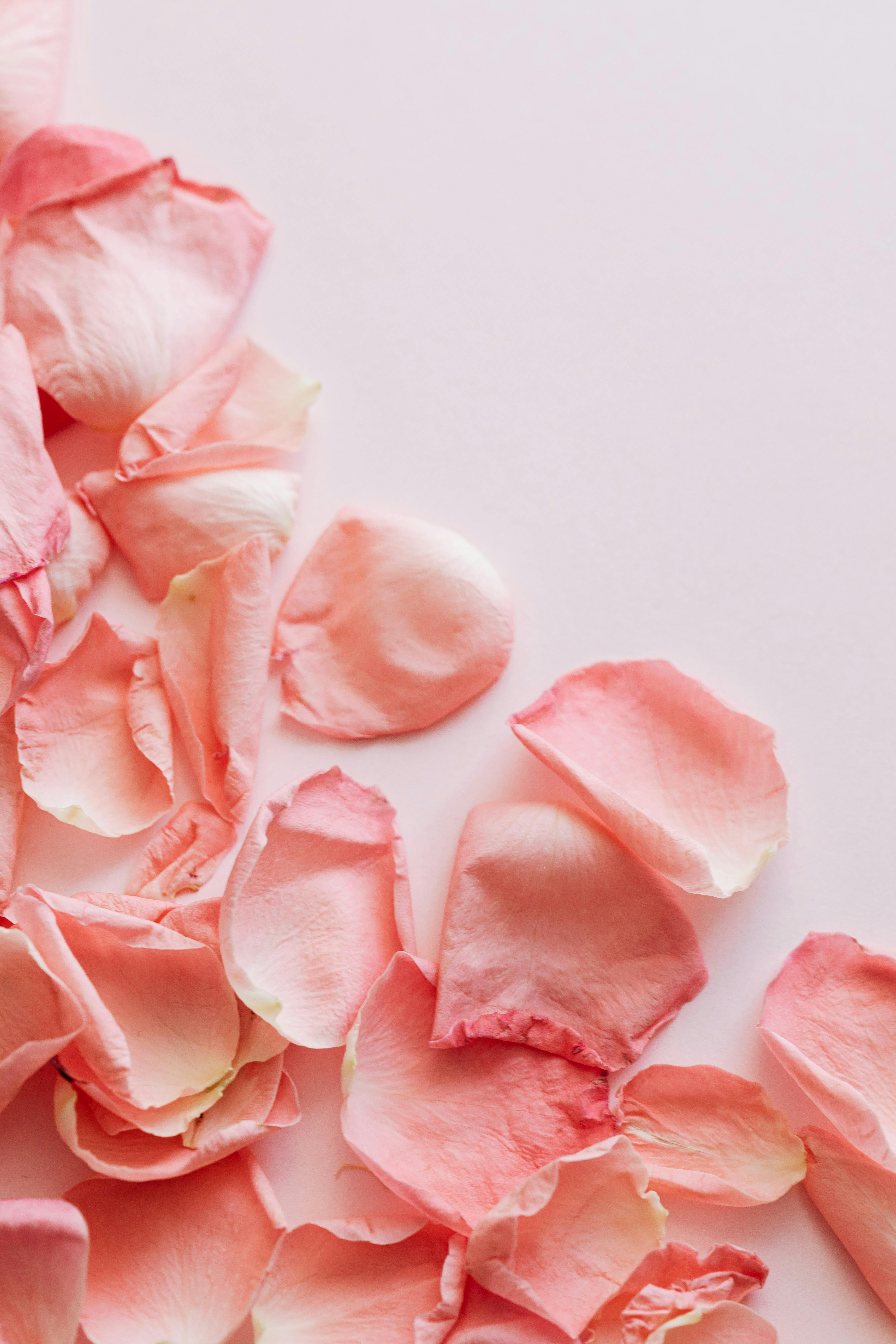 Set of pink rose petals on white background · Free Stock Photo