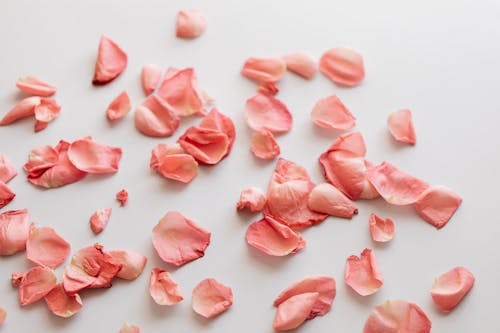 Top view of composition of heap of pink rose petals arranged on white surface