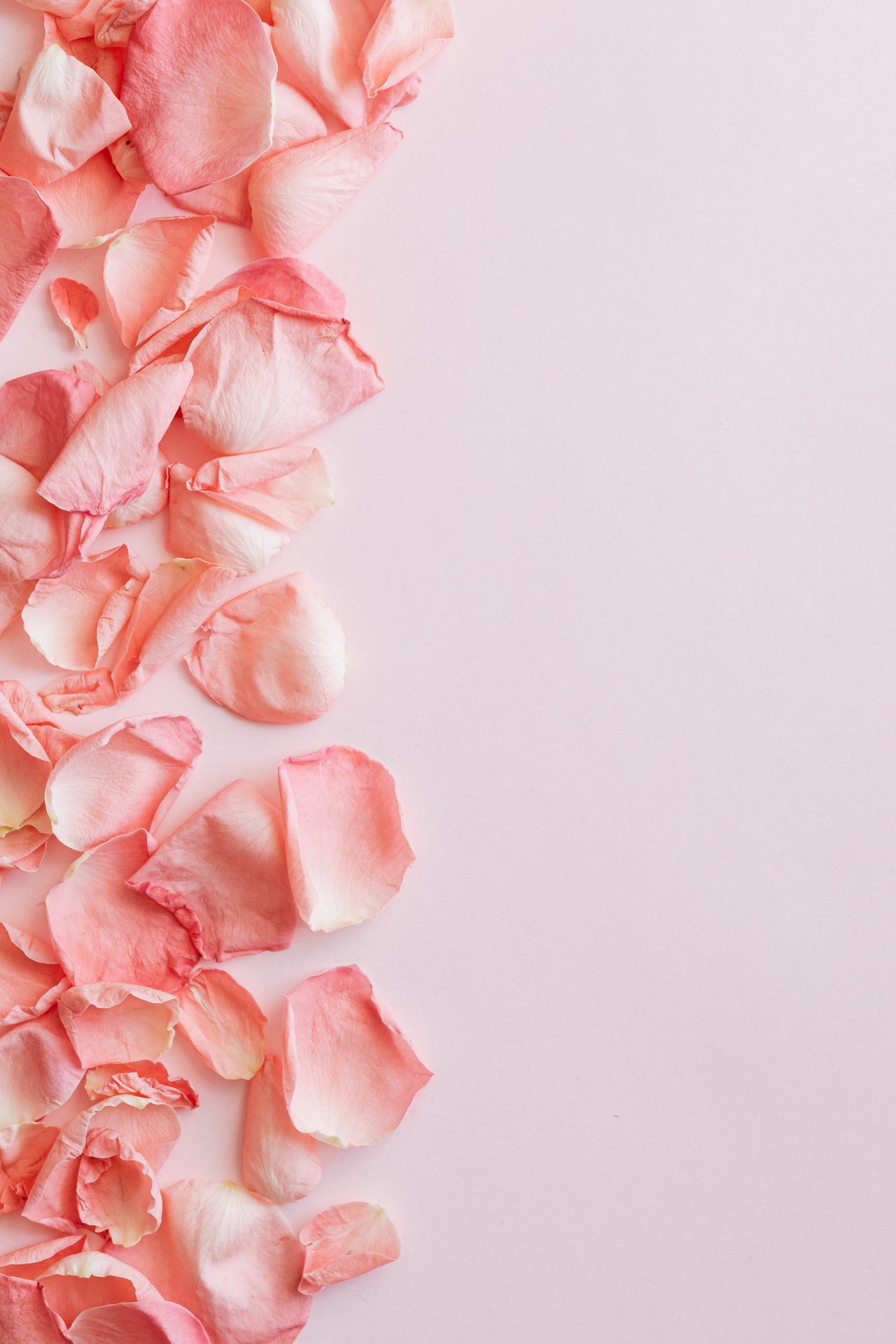 Flat lay composition of delicate pink rose petals arranged on light purple surface