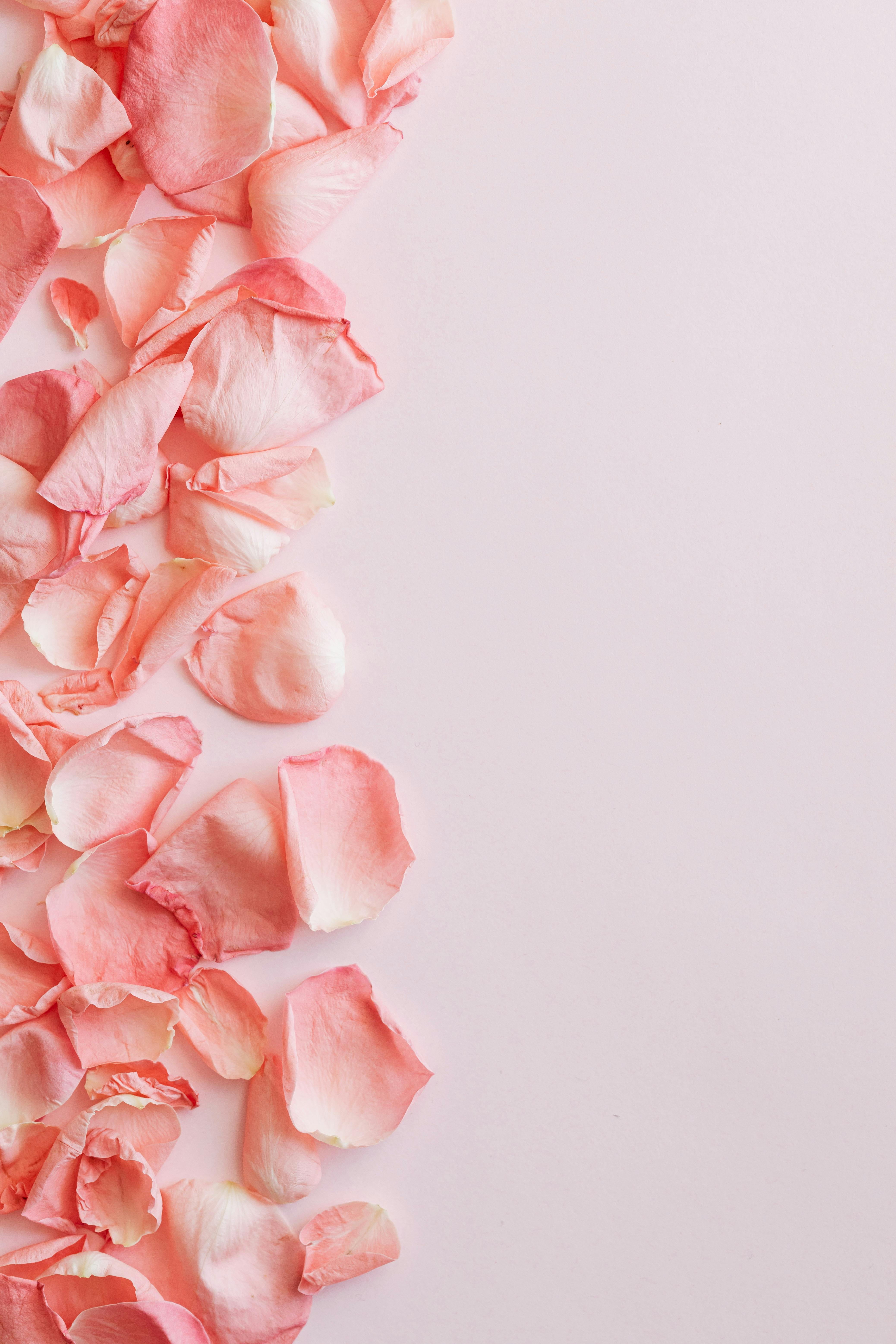 Rose Petals Photos, Download The BEST Free Rose Petals Stock