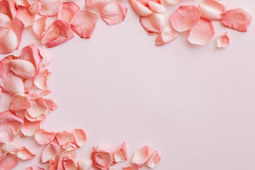 Imagine de stoc gratuită din fundal de trandafir, fundal roz deschis, imagini de fundal pastel