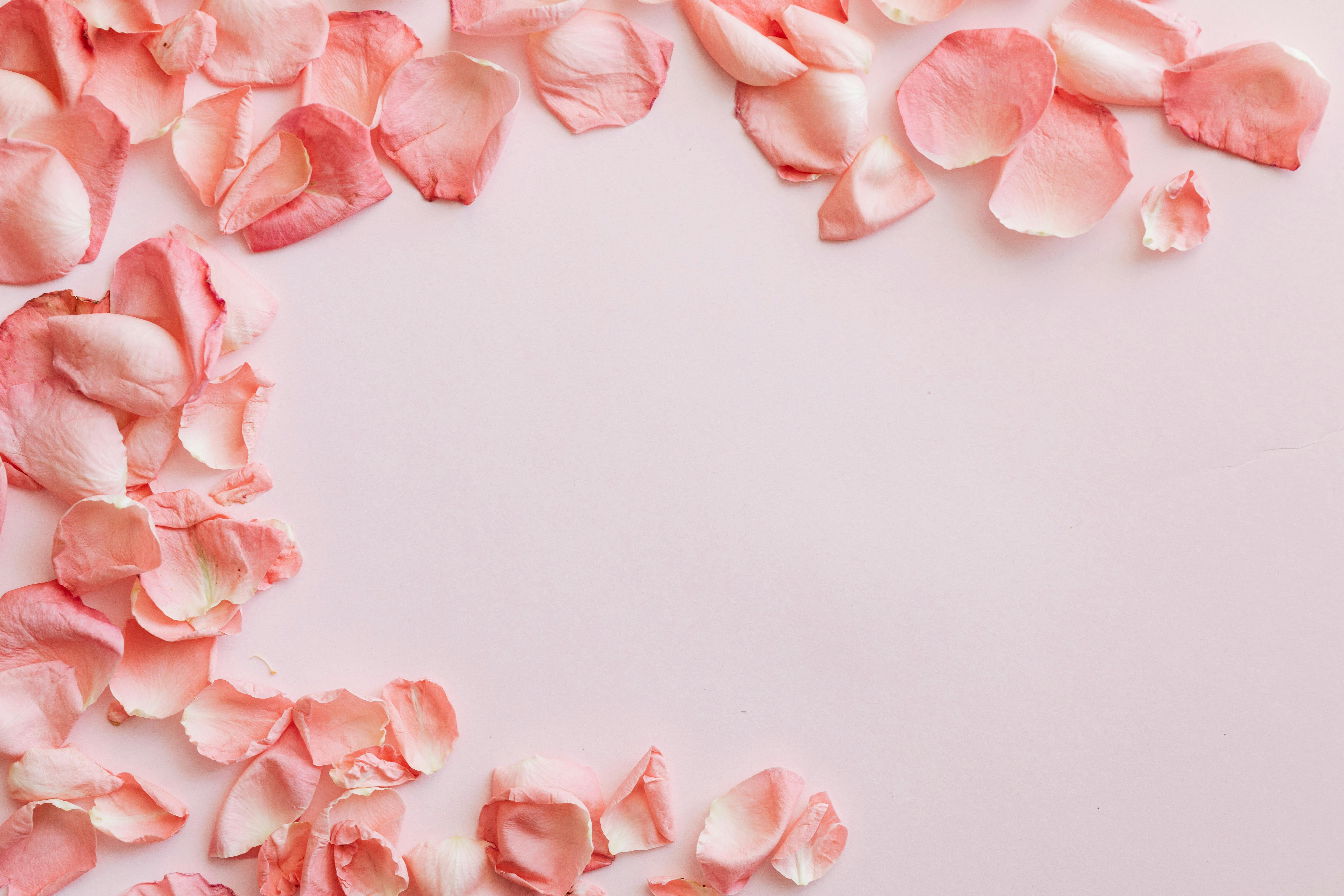 Lots of pink roses petals on pink surface · Free Stock Photo