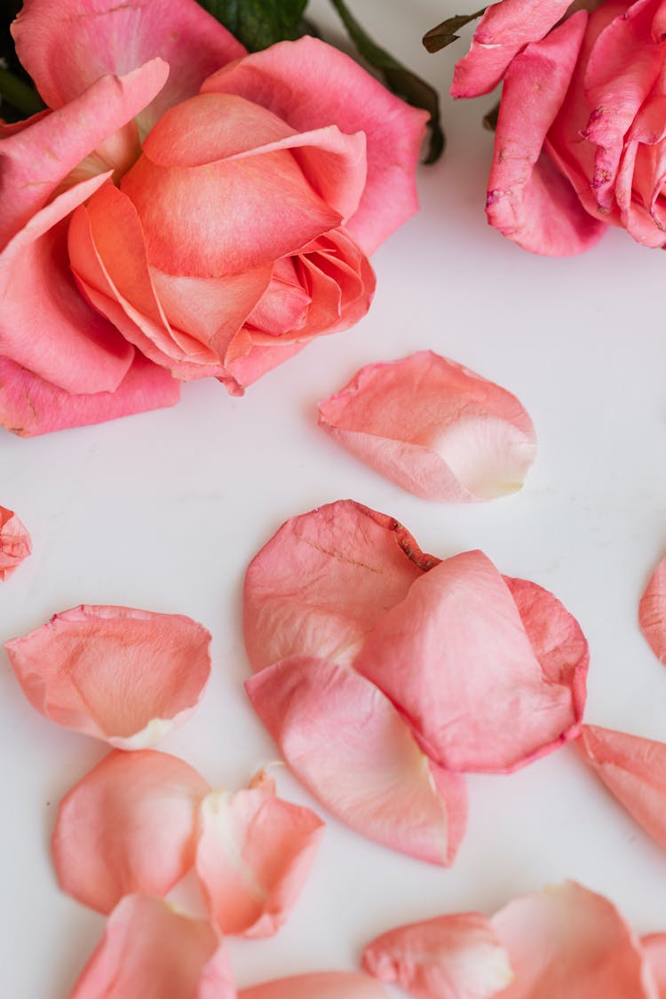 Pink Roses With Petals Around Isolated On White Background