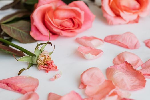Roses and rose stem with petals around on white background