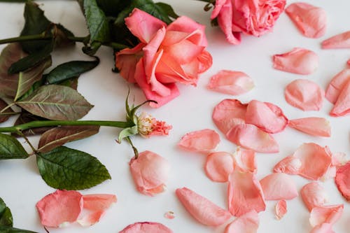 From above of amazing pink roses and empty rose twig with green leaves and fallen petals scattered around on white background