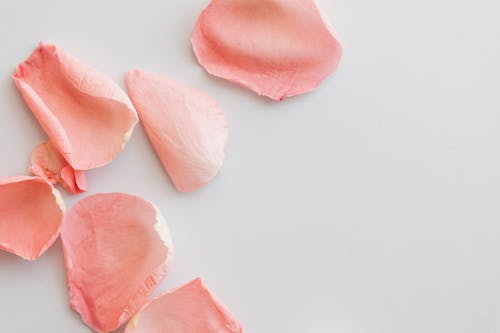 Pink Rose Petals On White Background