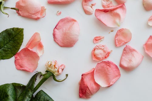 Pink rose petals and stem leaning on white background