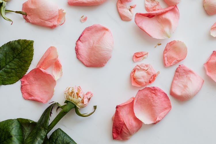 Pink Rose Petals And Stem Leaning On White Background