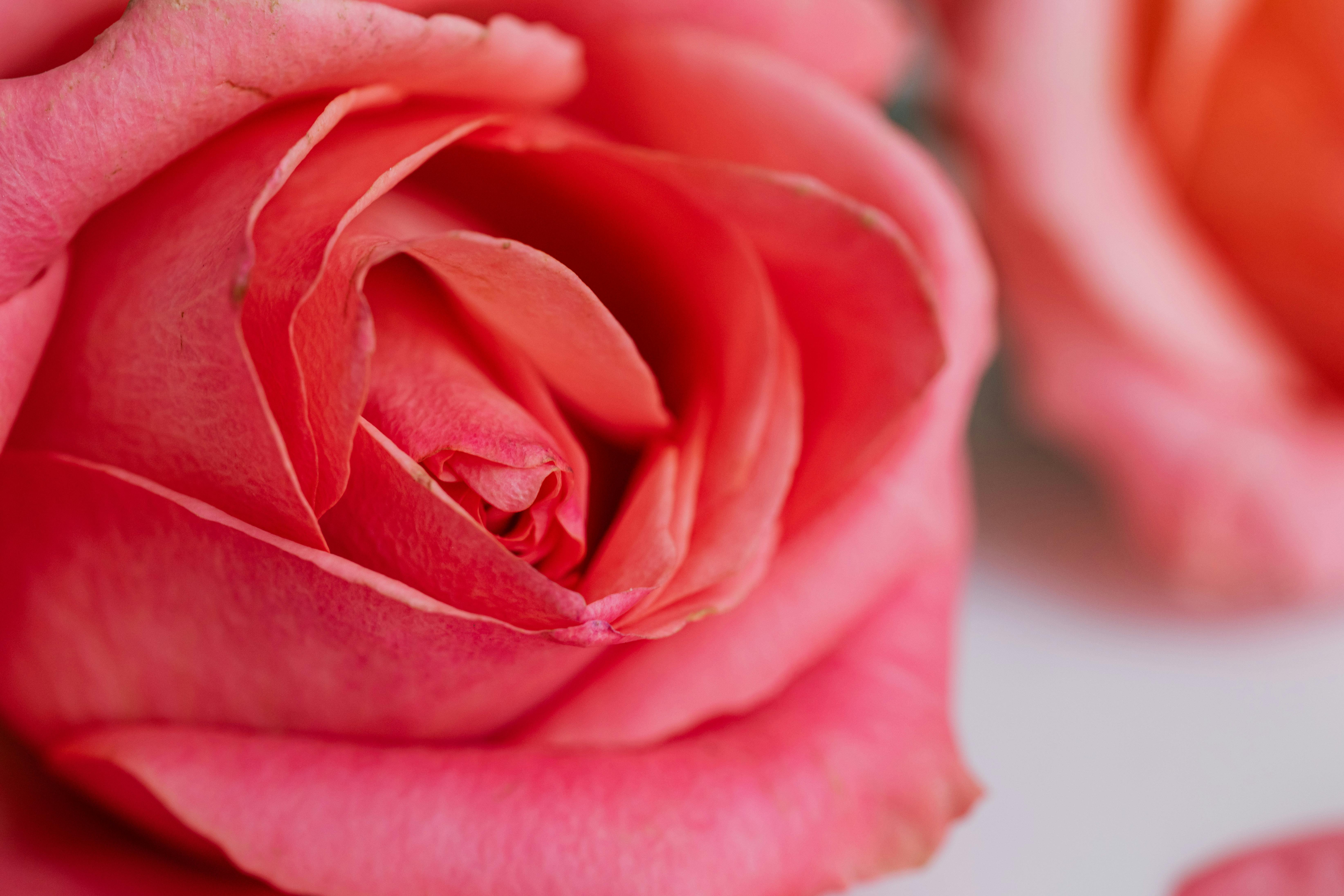Bunch of Pink Rose Petals On Light Surface · Free Stock Photo