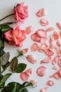 Top view of few withering flowers and scattered fresh petals of roses on smooth white surface