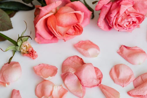 Free Few rose blossoms with scattered petals Stock Photo