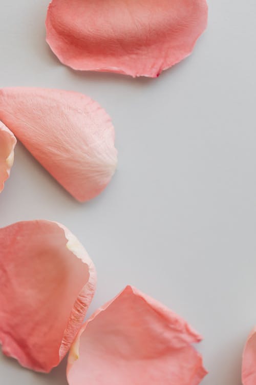 Rose petals scattered on white desktop