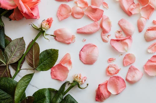 Free Top view of scattered fresh petals of roses and few stems on smooth white surface Stock Photo