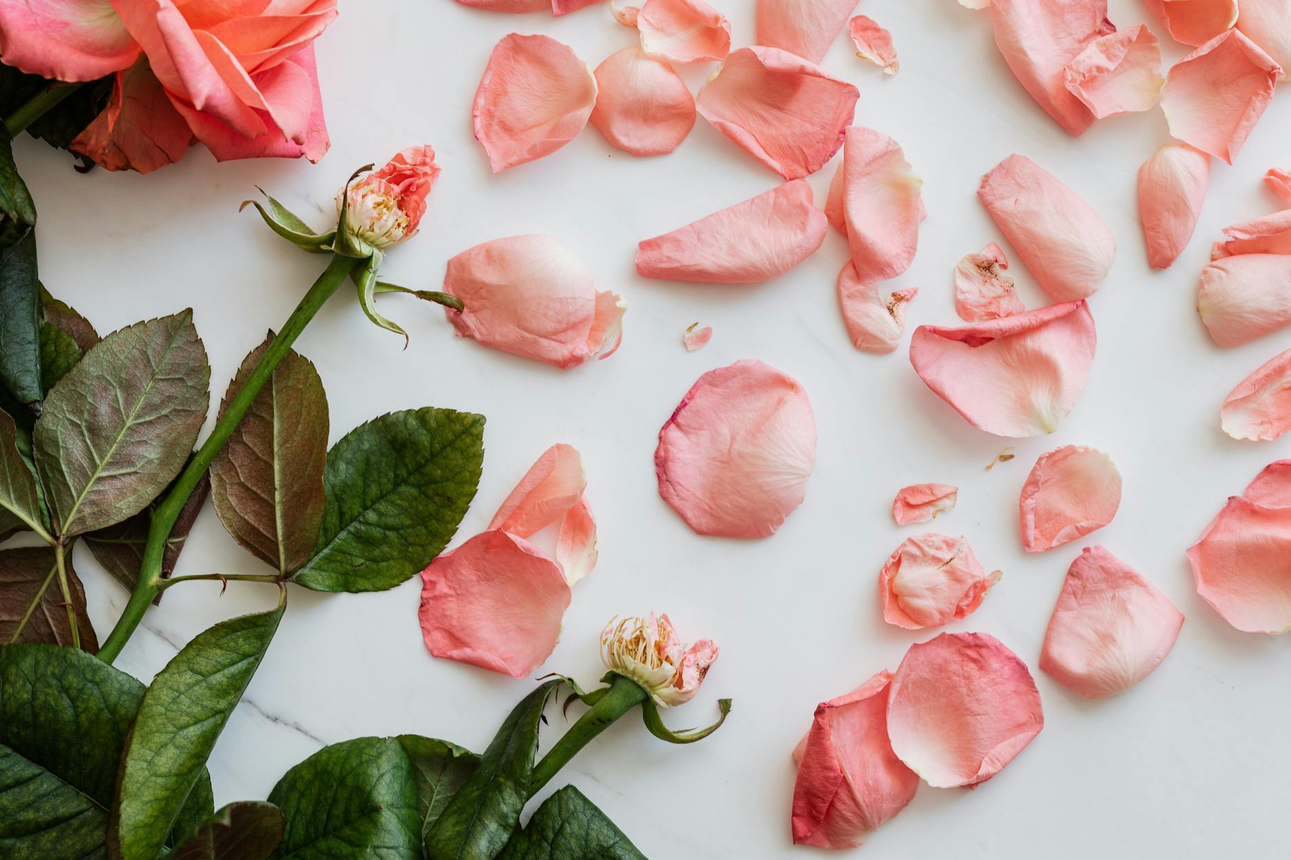 Top view of scattered fresh petals of roses and few stems on smooth white surface