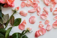 Top view of scattered fresh petals of roses and few stems on smooth white surface