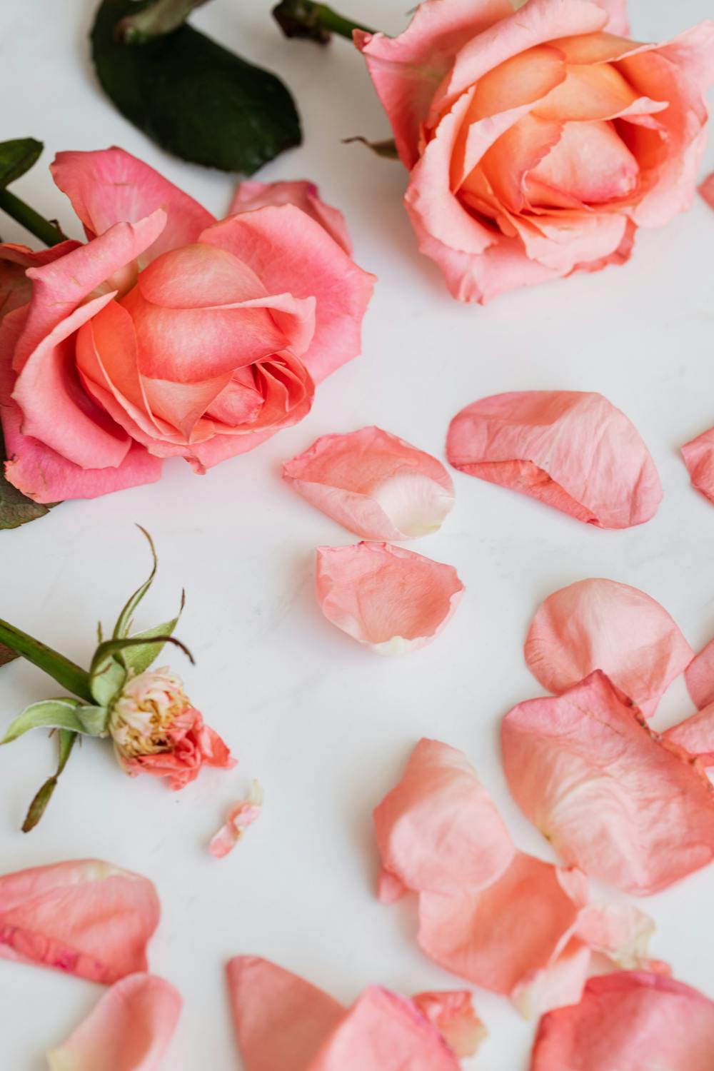 Few roses and scattered petals on desktop · Free Stock Photo