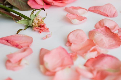 Free Shabby rose with scattered petals around Stock Photo