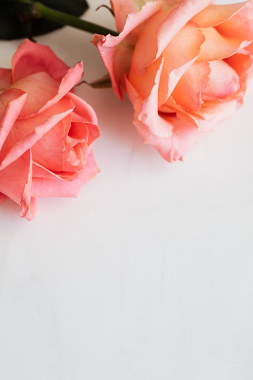 Few rose blossoms on white desktop
