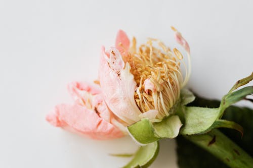 Free Top view of fading rose with soft petals on smooth white background Stock Photo