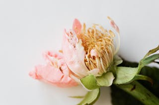 Top view of fading rose with soft petals on smooth white background