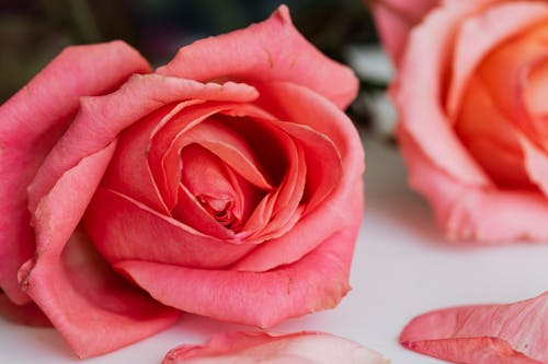 Tender pink rose on table
