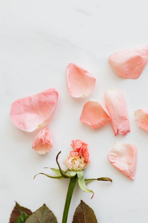 Top view of shabby rose and few scattered petals on smooth white background