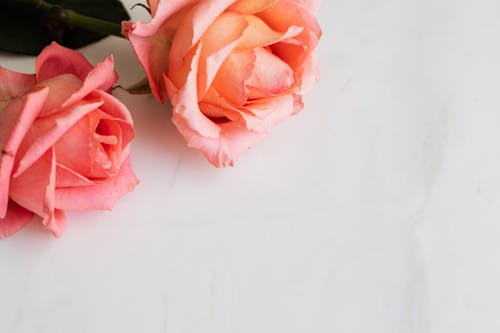 From above closeup of pale pink blossoming rose buds with gentle wavy petals and green leaf on thin stem on white surface