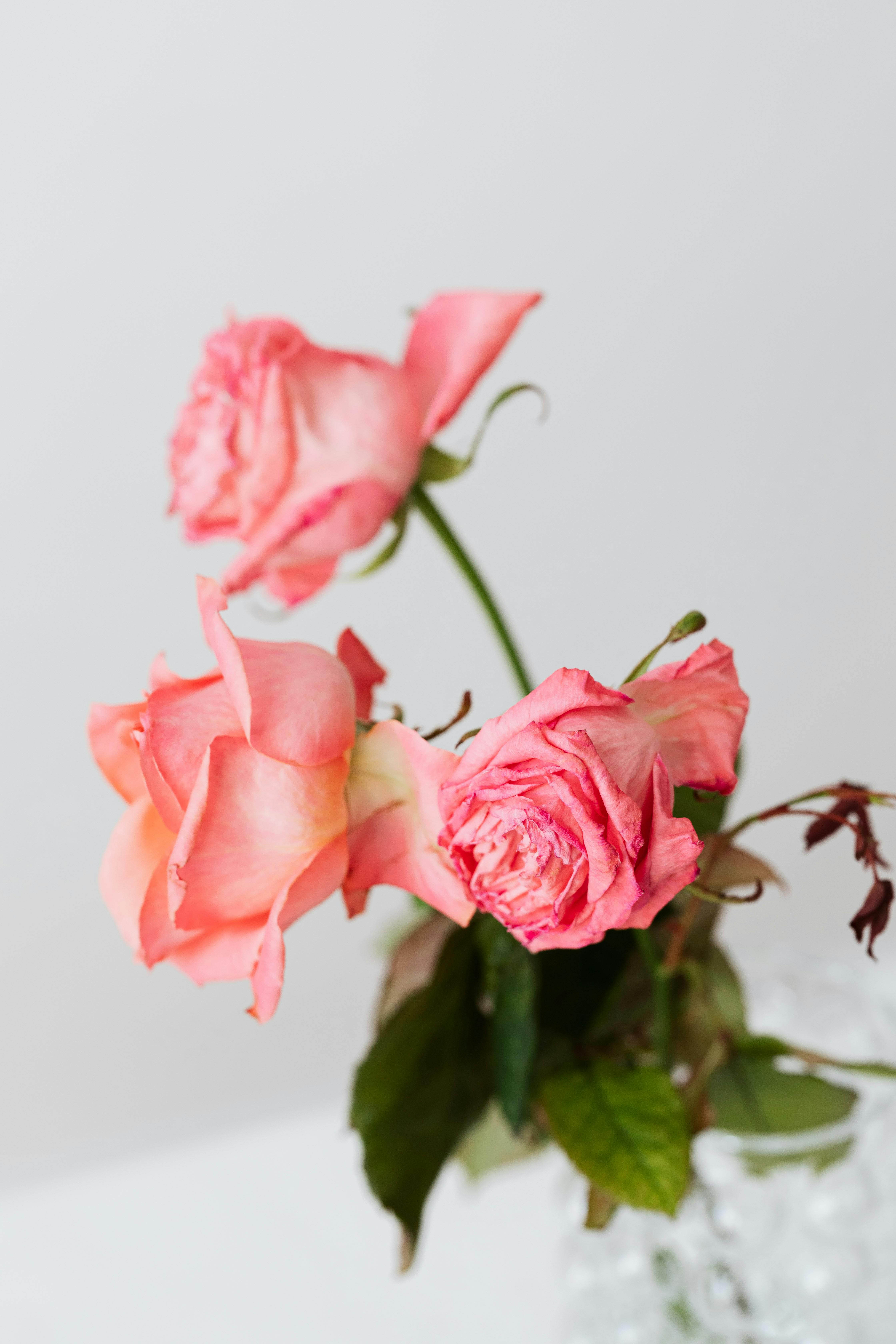 pink roses with gentle petals in crystal vase