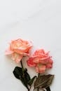 From above of pale pink blossoming roses with tender wavy petals and thin stems with dark green faded leaves on white table