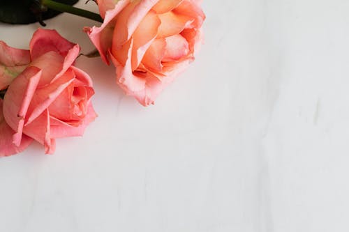 Pink roses with tender petals on white surface